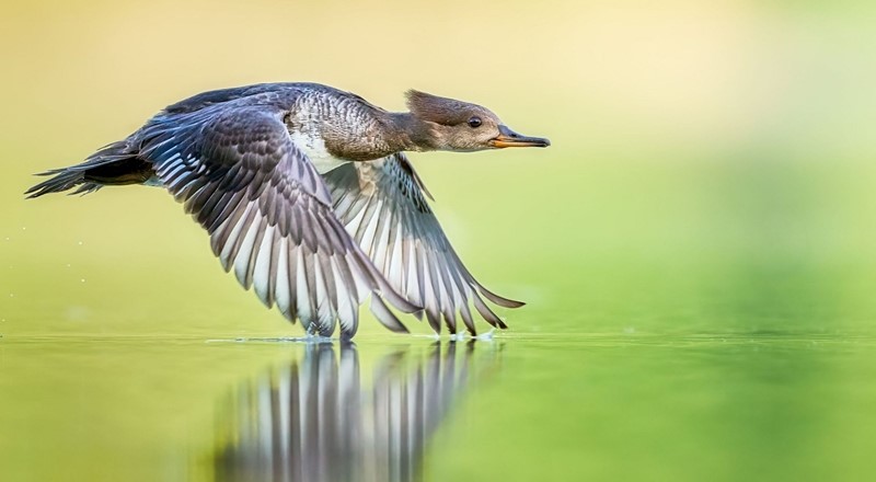 Photo of a duck over water