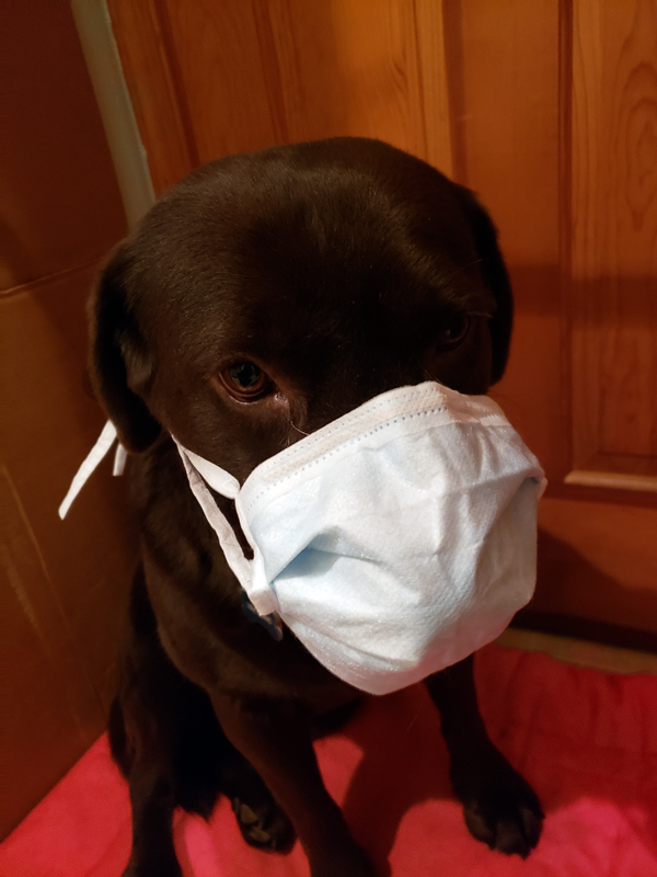 Dog wearing a mask