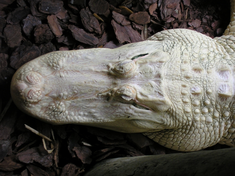 alligator