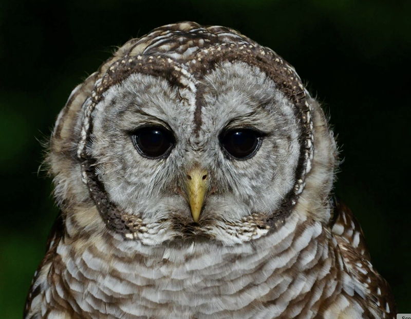 Photo of an owl